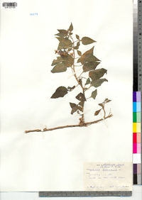 Solanum dulcamara image