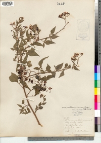 Solanum dulcamara image