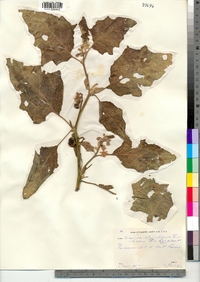 Image of Solanum integrifolium