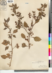 Solanum nigrum image