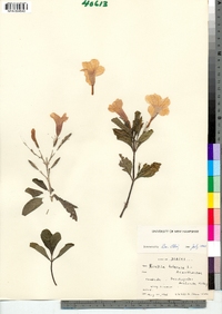 Ruellia nudiflora var. nudiflora image