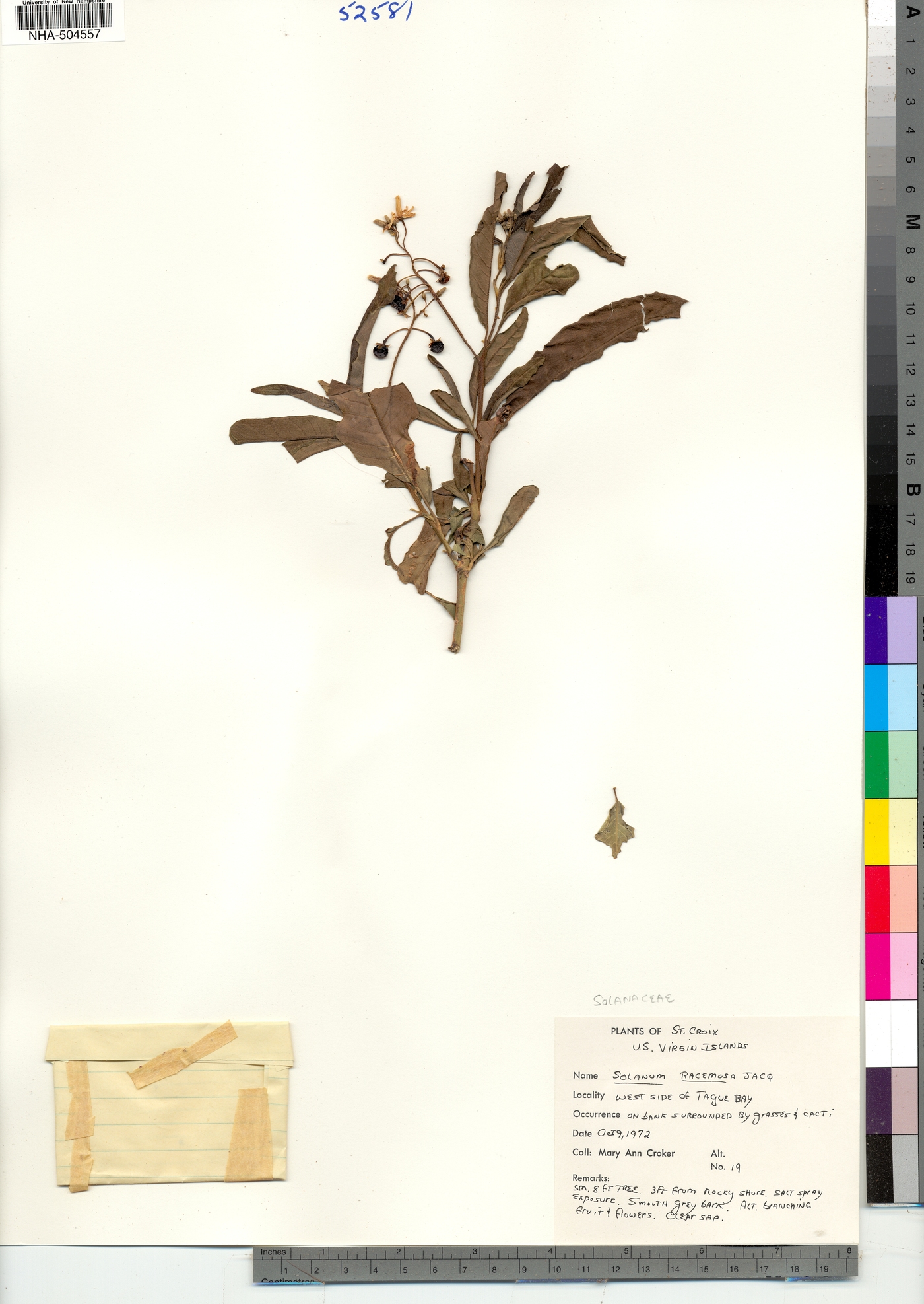 Solanum racemosum image