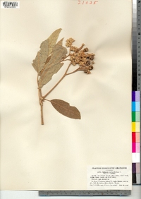Image of Solanum donianum