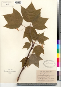 Acer pensylvanicum image