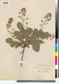 Cotinus coggygria image