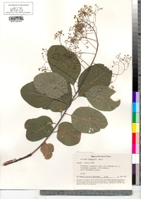 Cotinus coggygria image