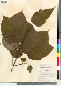 Acer pensylvanicum image