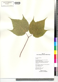 Acer pensylvanicum image