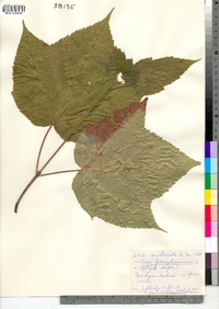 Acer pensylvanicum image