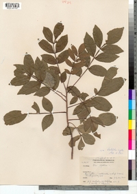 Rhus copallinum var. latifolia image