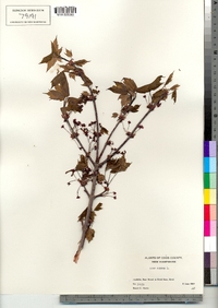 Acer rubrum image