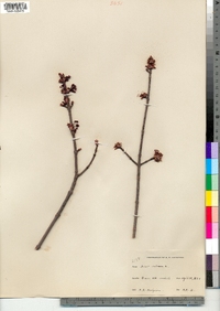 Acer rubrum image