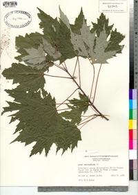 Acer saccharinum image