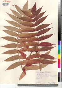 Rhus typhina image