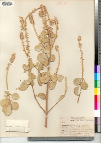 Image of Achyranthes splendens