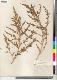 Amaranthus albus image