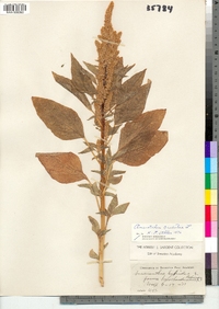 Image of Amaranthus hypochondriacus