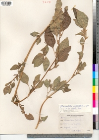 Amaranthus retroflexus image