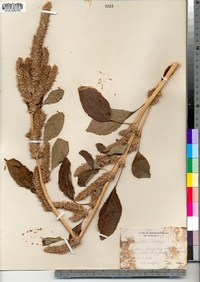 Amaranthus retroflexus image