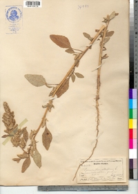 Amaranthus retroflexus image