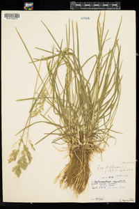 Poa pratensis image