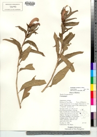 Centropogon cornutus image