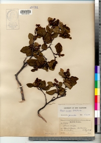 Alnus viridis ssp. crispa image