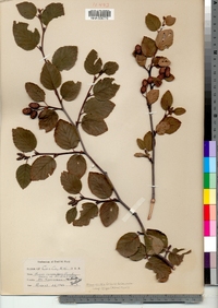 Alnus viridis ssp. crispa image