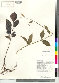 Image of Chelonanthus alatus