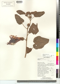 Image of Hibiscus furcellatus