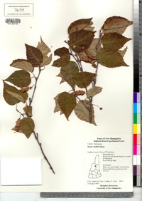 Betula papyrifera var. cordifolia image