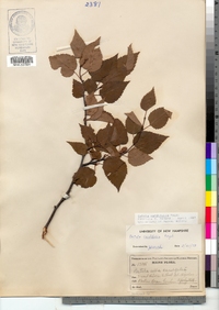 Betula papyrifera var. cordifolia image