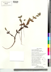 Image of Bacopa serpyllifolia