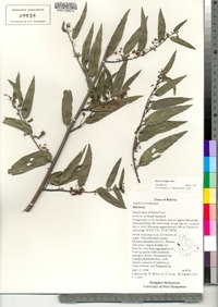Byttneria filipes image