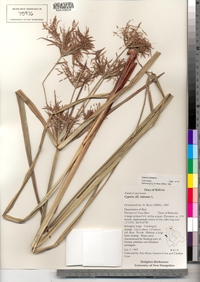 Image of Cyperus distans