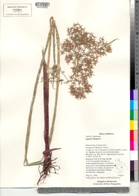 Cyperus haspan image