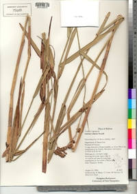 Image of Fuirena robusta