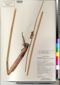 Image of Schoenoplectus californicus