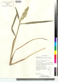 Image of Echinochloa crus-pavonis