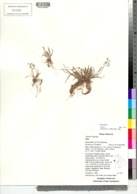 Poa annua image