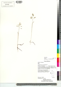 Poa annua image