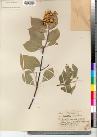 Celastrus scandens image