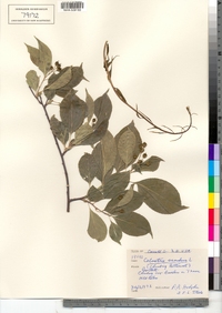 Celastrus scandens image