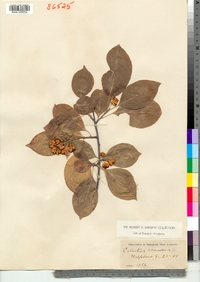 Celastrus scandens image