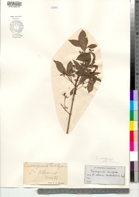 Euonymus europaeus image