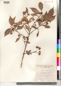 Euonymus europaeus image