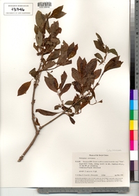 Euonymus europaeus image