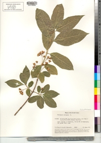 Euonymus europaeus image