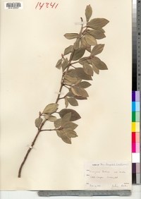 Euonymus fortunei image