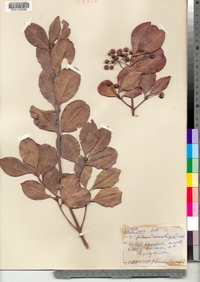 Euonymus fortunei image